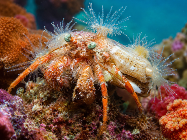 Dardanus pedunculatus Anemonen-Einsiedlerkrebs